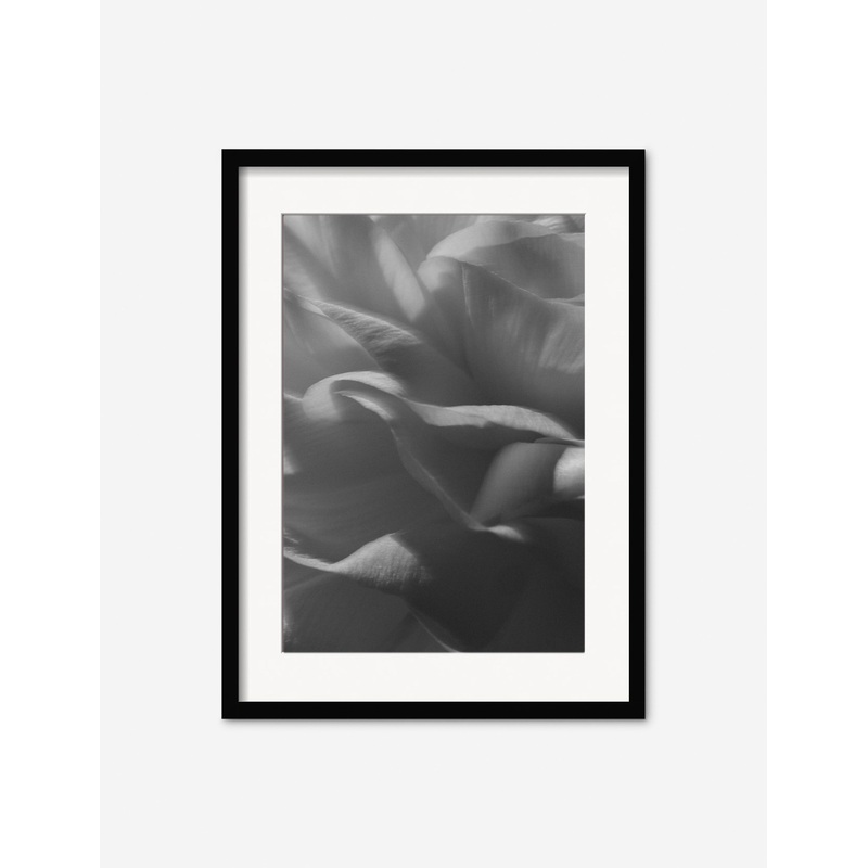 Ranunculus 3 Photography Print by Carley Rudd Unframed 8″ x 12″