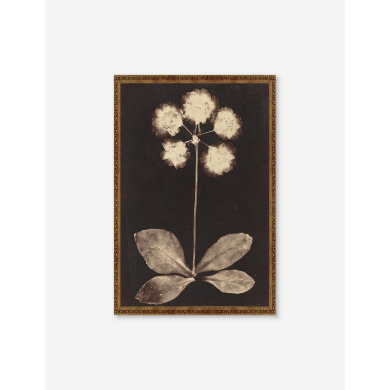 Botanical Photogram Print Unframed Unframed 18″ x 28″