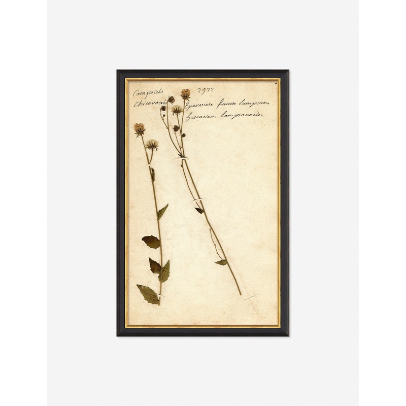 Herbarium C Wall Art Black 11″ x 17″