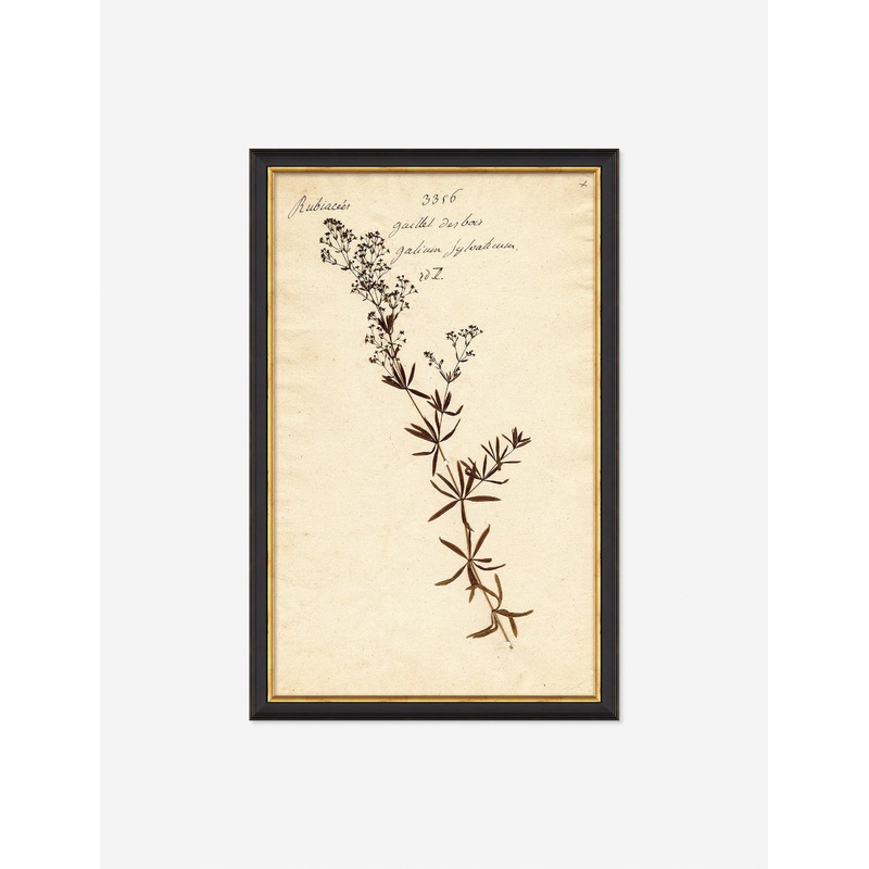 Herbarium F Wall Art Black 11″ x 17″