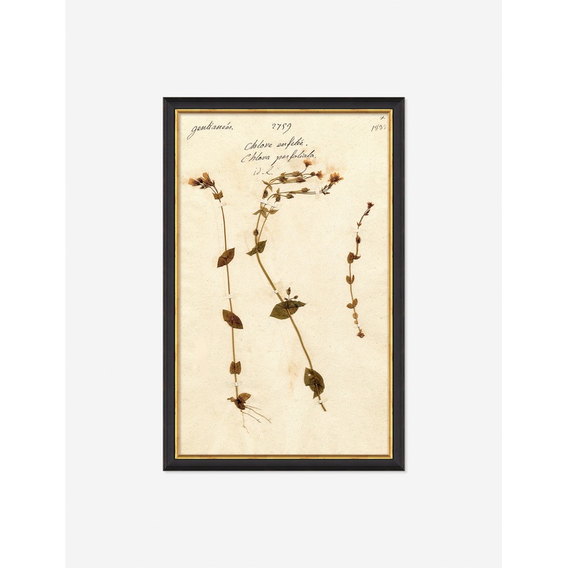 Herbarium A Wall Art Black 11″ x 17″