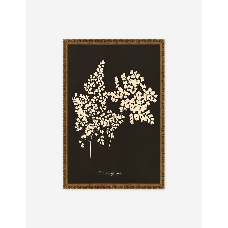 Adiantum Cuneatum Print by Anna Atkins Ornate Gold 21″ x 30″