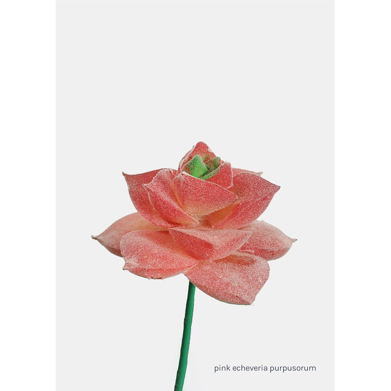 Official Key Items Artificial Succulents – Pink Echeveria Purpusorum
