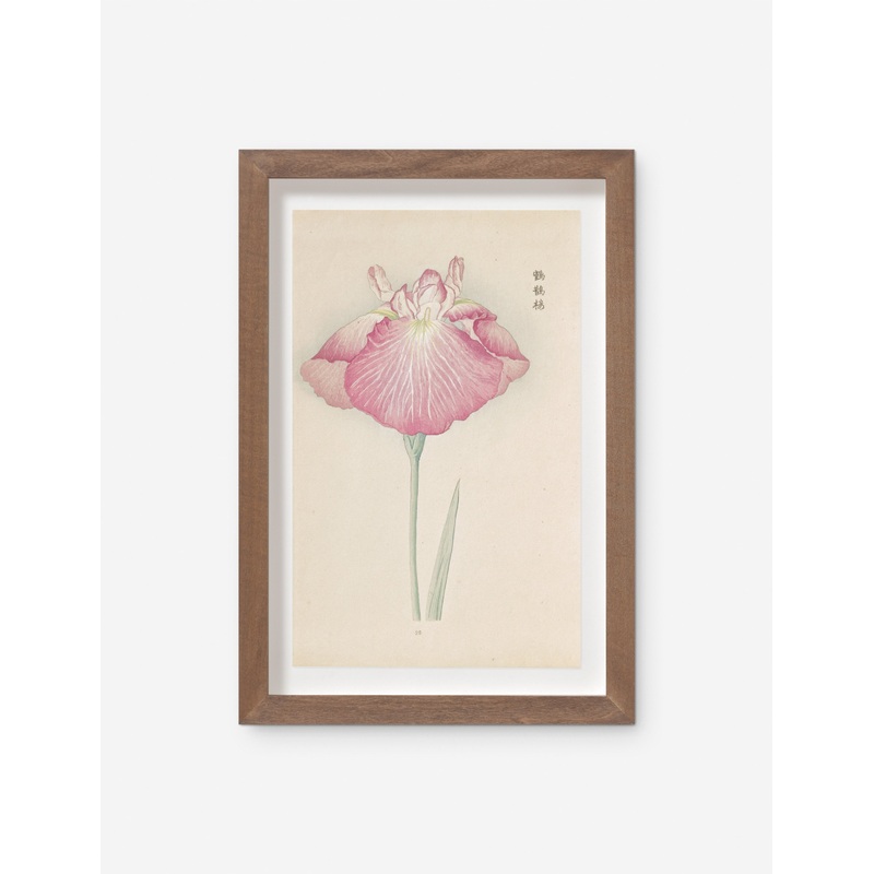 Vintage Japanese Iris No. 23 Wall Art by Miyoshi Manabu
