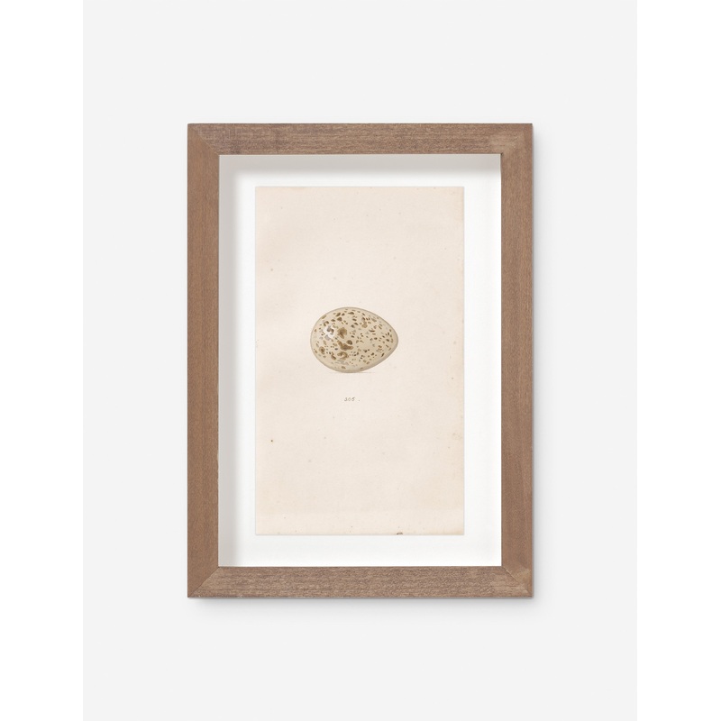 Vintage Bird Watercolor No. 305 Wall Art by Visual Contrast